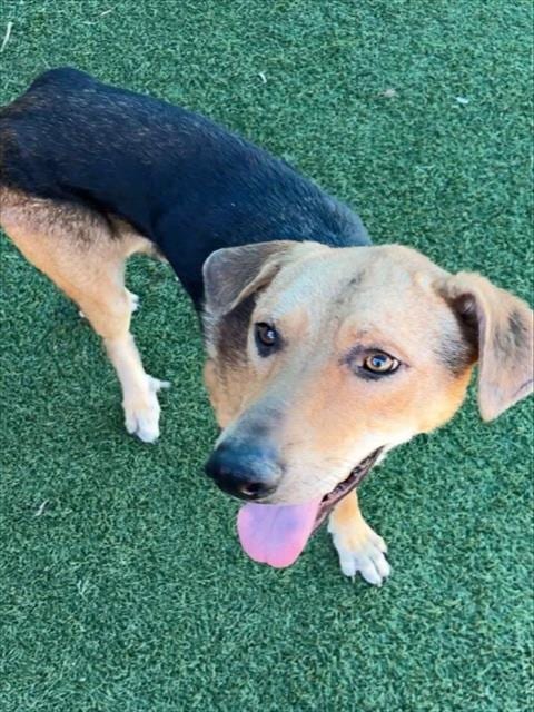 Photo of Moon, adoptable Mixed Breed