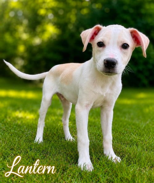 Photo of Happy Campers : Lantern, adoptable Beagle in Aurora, Indiana