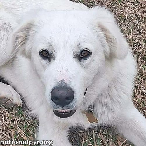 Photo of Johanna in LA - An Adventure-Seeker, adoptable Great Pyrenees in Beacon, New York