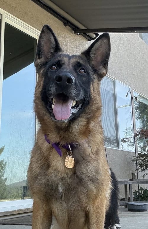 Photo of Roman, adoptable German Shepherd Dog in Modesto, California