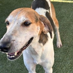 Photo of Jett 8060, adoptable Coonhound in Loxahatchee, Florida