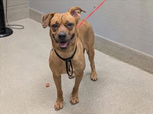 Photo of Gemini, adoptable German Shepherd Dog in Las Vegas, Nevada