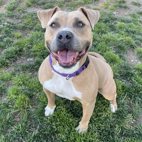 Photo of Cindy, adoptable Pit Bull Terrier in Camarillo, California