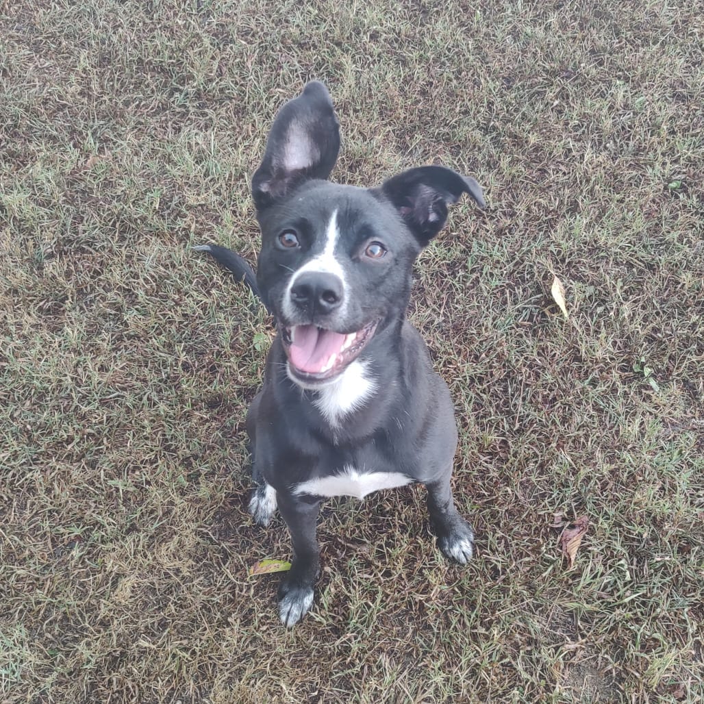 Photo of Billy Bob, adoptable Mixed Breed (Medium) in Chattanooga, Tennessee