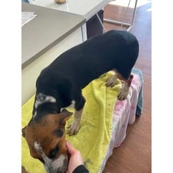 Photo of Speckles, adoptable Mixed Breed (Medium) in Baton Rouge, Louisiana