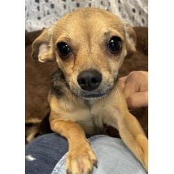 Photo of Ojitos, adoptable Chihuahua in Chatsworth, California