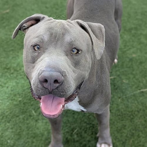Photo of Buddy, adoptable Pit Bull Terrier in Las Vegas, Nevada