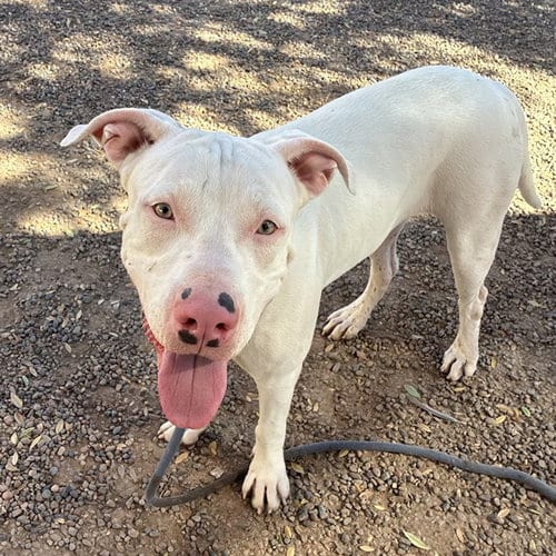 Photo of Stevie, adoptable American Pit Bull Terrier in Phoenix, Arizona