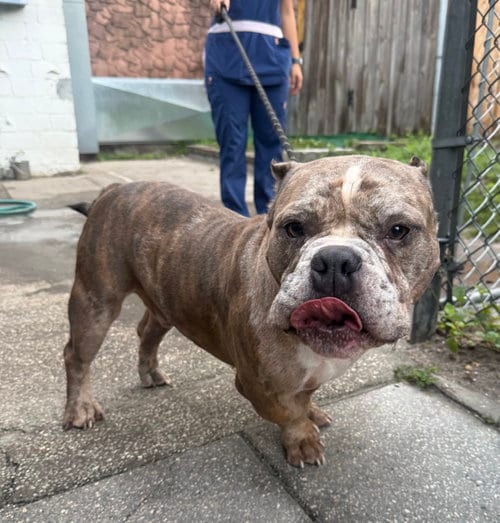 Photo of Jax, adoptable Bulldog in Sanford, Florida