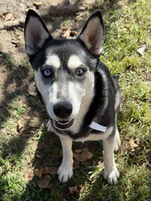 Photo of Everest, adoptable Siberian Husky in Riverside, California