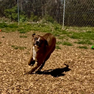 Photo of Hank, adoptable Boxer in Sparta, Tennessee