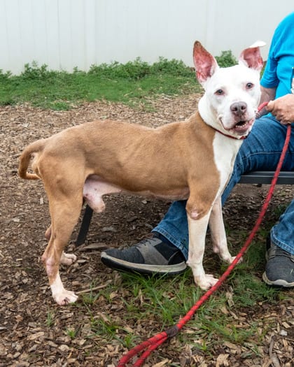 Photo of Nelson, adoptable dog in Chamblee, Georgia