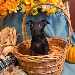 Photo of Lexus, adoptable Mixed Breed (Small) in Frederick, Maryland