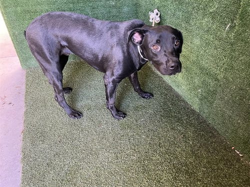 Photo of Magic Johnson, adoptable Labrador Retriever in Lancaster, California