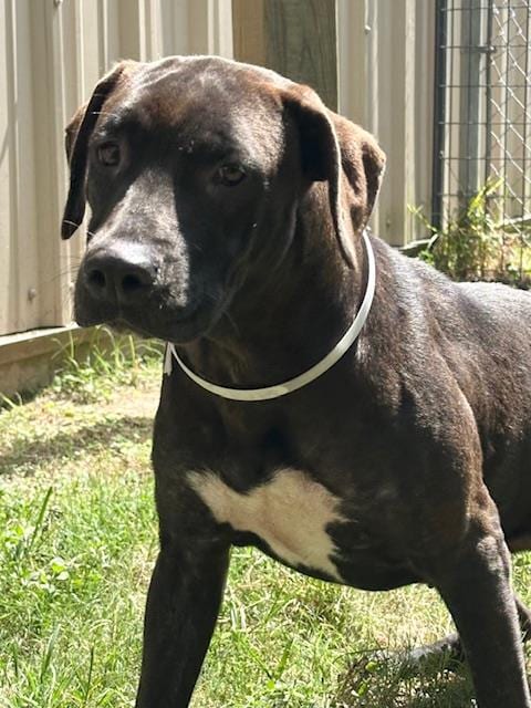 Photo of Jenni, adoptable Staffordshire Bull Terrier in Houston, Texas