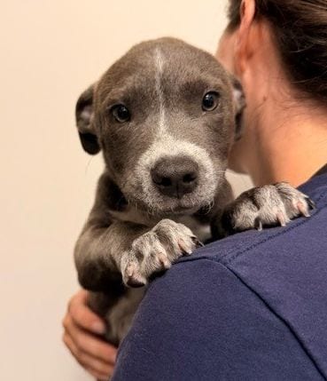 Photo of Henry, adoptable Unknown breed in Rancho Santa Fe, California