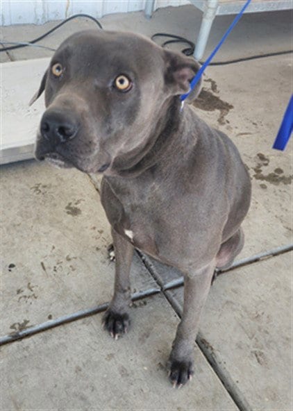 Photo of Sapphire, adoptable Staffordshire Bull Terrier in Bakersfield, California