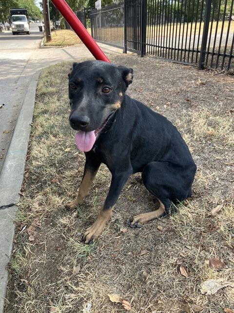 Photo of Lady, adoptable Doberman Pinscher in Dallas, Texas