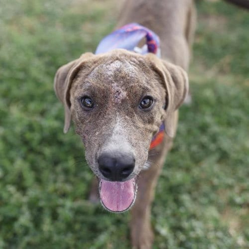 Photo of Queen Ann, adoptable Labrador Retriever in San Antonio, Texas