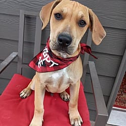 Photo of Sheeran, adoptable Labrador Retriever Mixed Breed (Medium) in Salem, Oregon