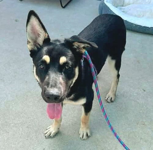 Photo of Tobago, adoptable German Shepherd Dog in Sacramento, California