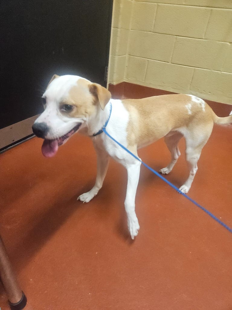 Photo of Found Animal 370 (bullet), adoptable Mixed Breed in Douglasville, Georgia