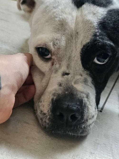 Photo of Eve, adoptable Pit Bull Terrier in Pompano Beach, Florida