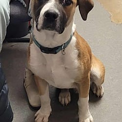 Photo of Snickers, adoptable Boxer Hound (Unknown Type) in Richmond, Indiana