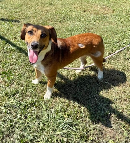 Photo of Normie, adoptable dog in Chamblee, Georgia