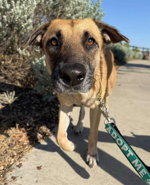 Photo of Shelia, adoptable German Shepherd Dog in Grand Prairie, Texas