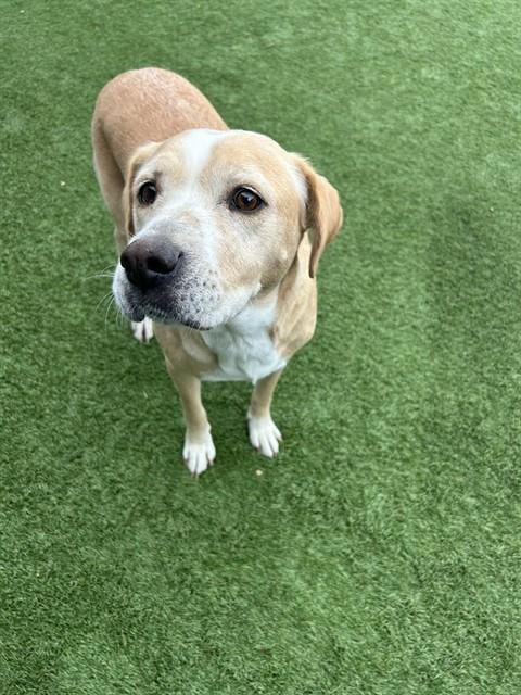 Photo of Raven, adoptable Mixed Breed