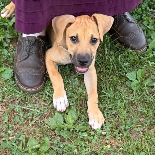 Photo of Ariel, adoptable Labrador Retriever in Claremore, Oklahoma