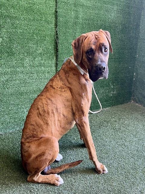 Photo of Lucas, adoptable Boxer in Lancaster, California