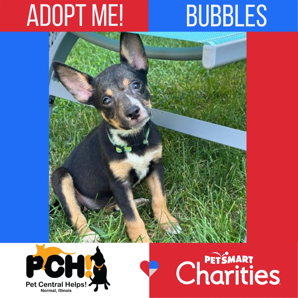 Photo of Bubbles, adoptable Pinscher, Miniature / American Blue Heeler in Normal, Illinois