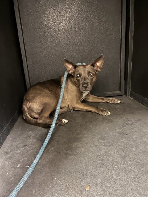 Photo of Princess, adoptable Pit Bull Terrier and Rat Terrier in San José, California