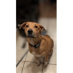 Photo of Miss Pickles, adoptable Mixed Breed (Medium) in Kansas City, Missouri