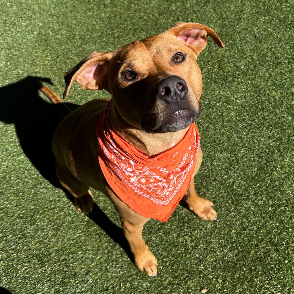 Photo of Major, adoptable Mixed Breed (Large)