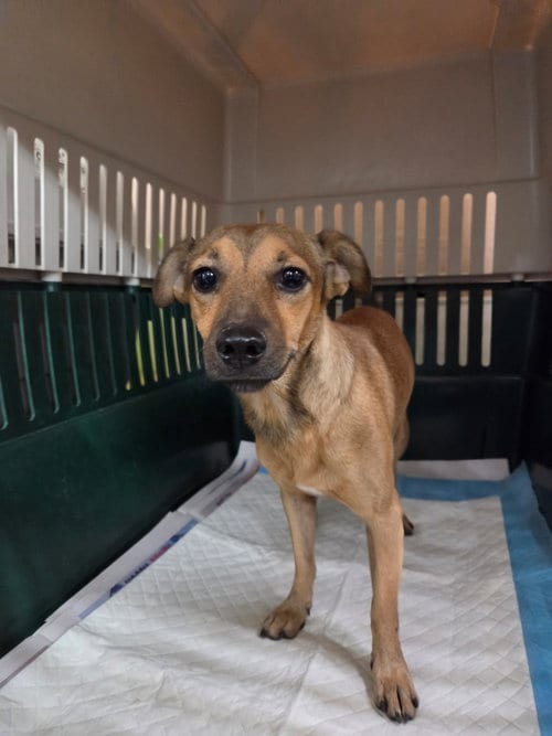 Photo of Elton, adoptable Chihuahua in El Centro, California