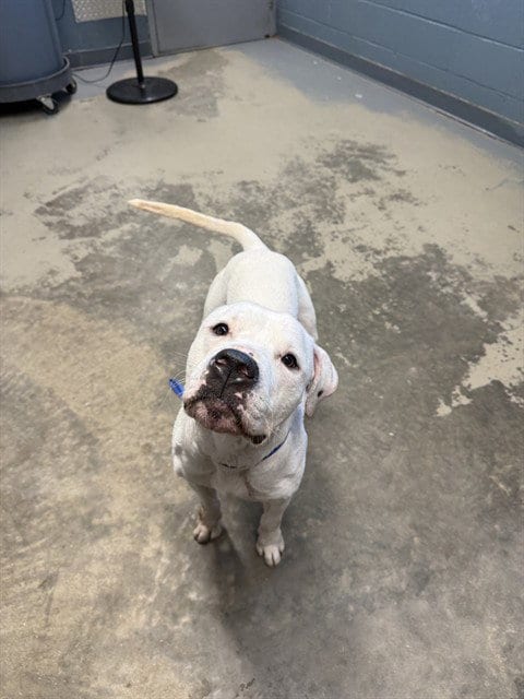 Photo of Ghost, adoptable American Bulldog in Tallahassee, Florida