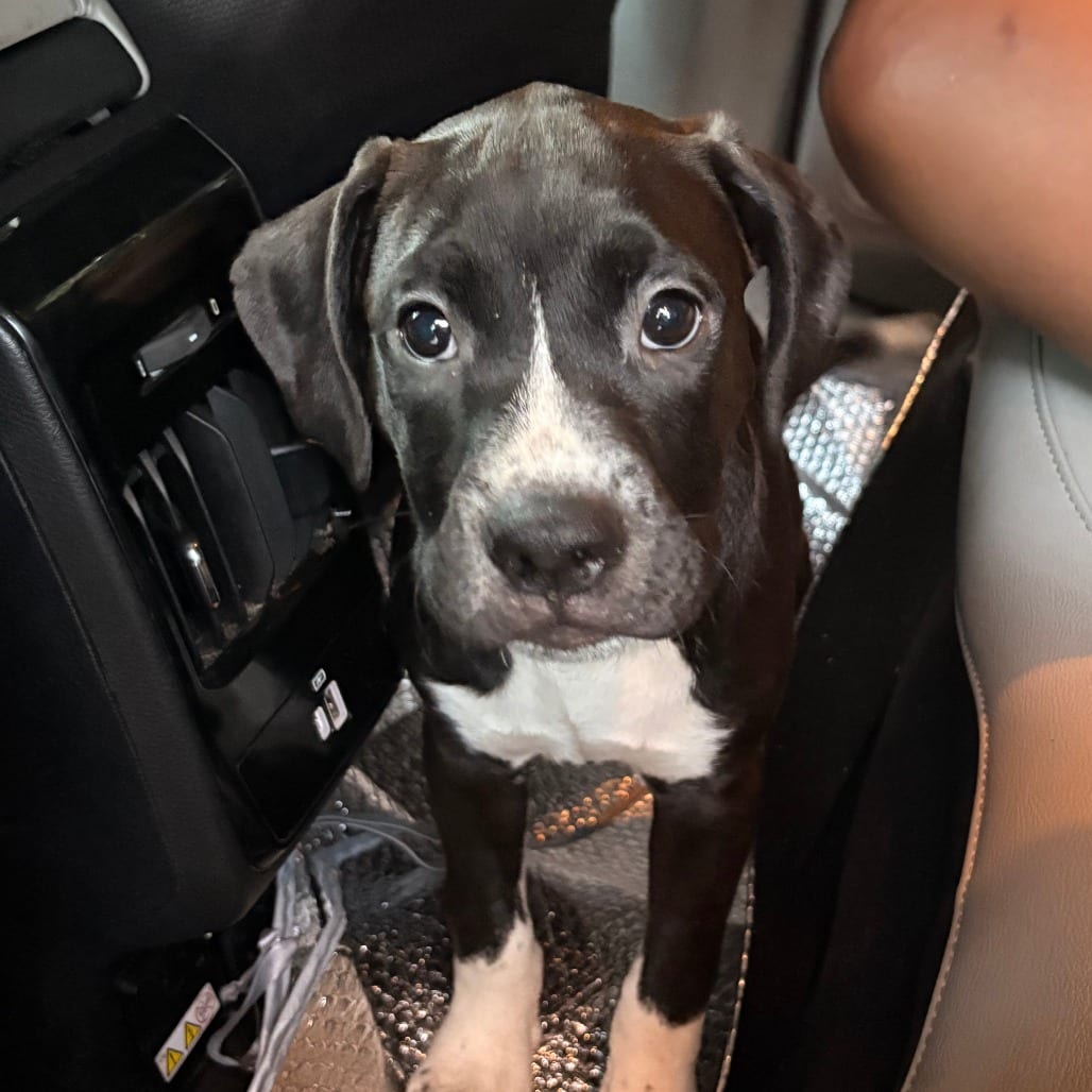 Photo of Nita, adoptable Retriever, Black Labrador in Greensboro, North Carolina