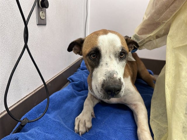 Photo of Daisy, adoptable dog