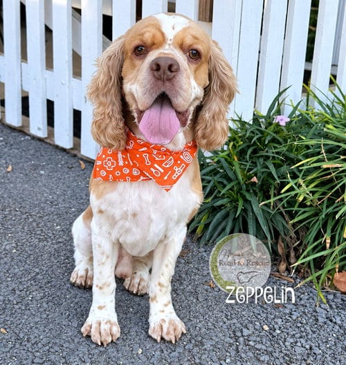 Photo of Zeppelin, adoptable Cocker Spaniel in Benton, Louisiana