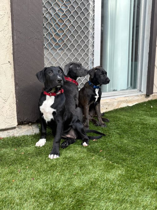 Photo of Ruby, adoptable Pit Bull Terrier in Chula Vista, California