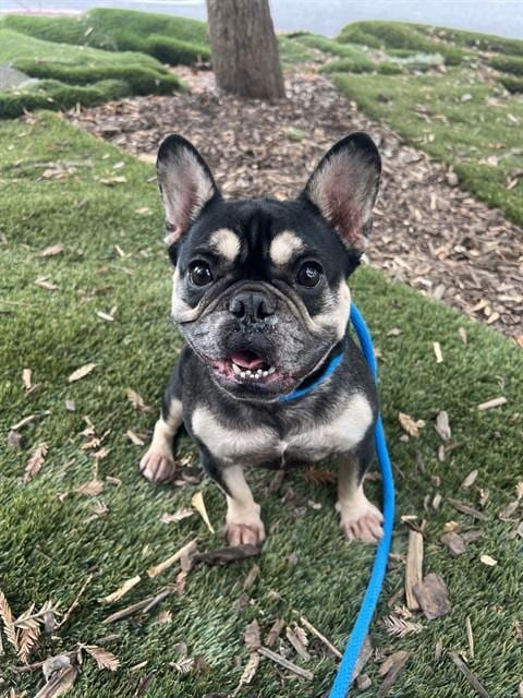 Photo of Lilo, adoptable French Bulldog in San Jose, California