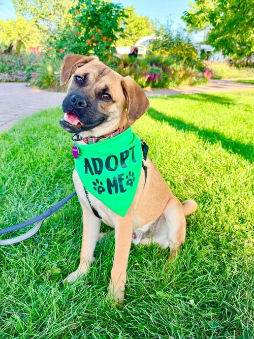 Photo of Linden, adoptable Pug in Robbinsdale, Minnesota