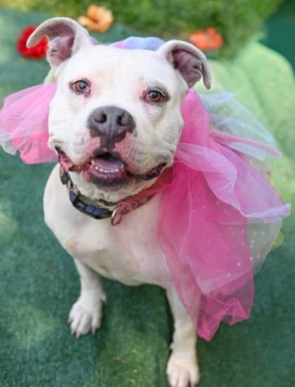 Photo of Somalia, adoptable dog in Chamblee, Georgia