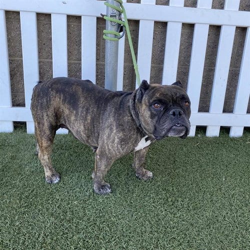 Photo of Olive, adoptable Bulldog in Modesto, California