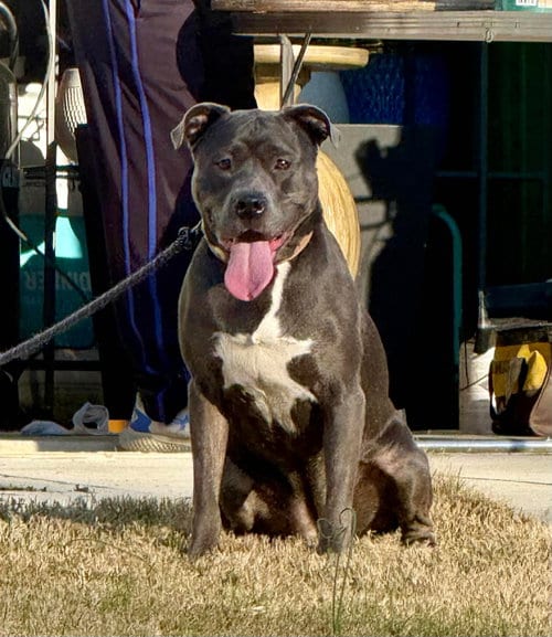 Photo of Dixie, adoptable American Pit Bull Terrier in Holly Springs, North Carolina
