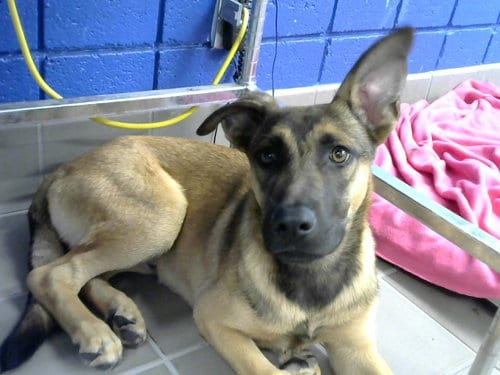 Photo of Goose, adoptable Belgian Shepherd Malinois in Albuquerque, New Mexico