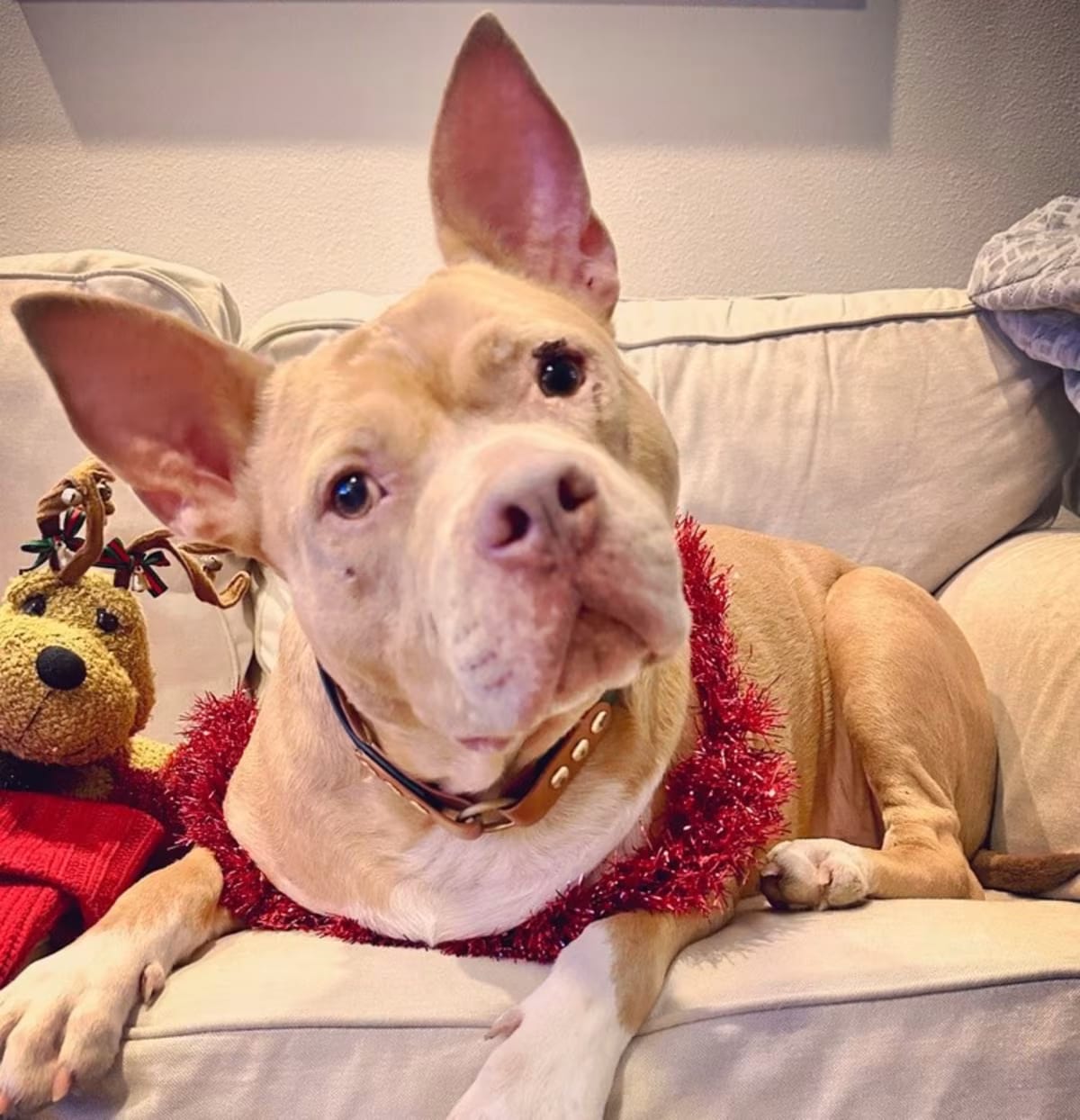 Photo of Rocky, adoptable American Pit Bull Terrier in Melbourne Beach, Florida